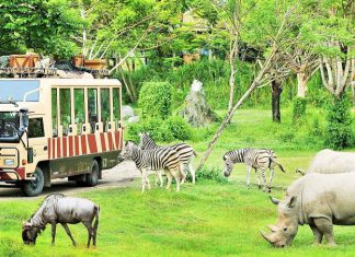 Đến Quy Nhơn ghé thăm công viên hoang dã FLC ZOO Safari Park