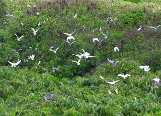 Du lịch Bến Tre miền quê bình yên rợp bóng dừa xanh