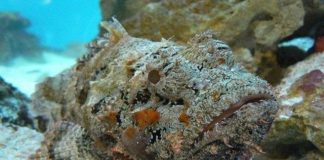 Cá mặt quỷ: Hung thần đại dương hóa đặc sản yêu thích của du khách