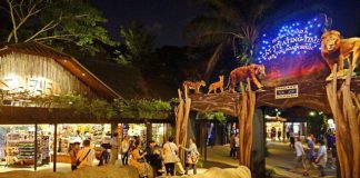 Du lịch Singapore, khám phá vườn thú đêm Night Safari có gì thú vị?