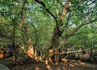 Giàn Gừa – Cần Thơ, khám phá khu di tích lịch sử hoang sơ nổi tiếng Giàn Gừa - Cần Thơ, khám phá khu di tích lịch sử hoang sơ nổi tiếng